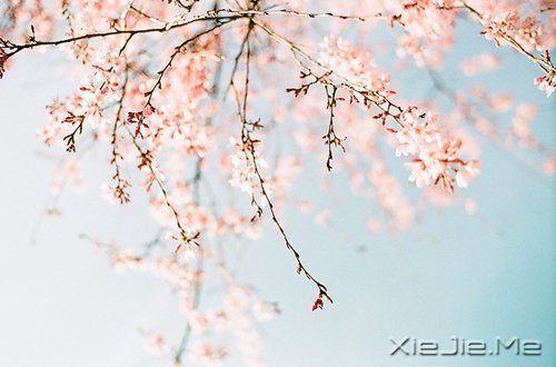 生命,只需要一个甜美的微笑 (4)