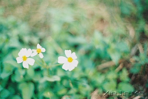 世事自有安排,我们只需顺其自然 (2)