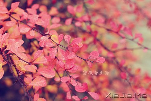 �����ǰ�������ǲʺ�ķ��� (4)