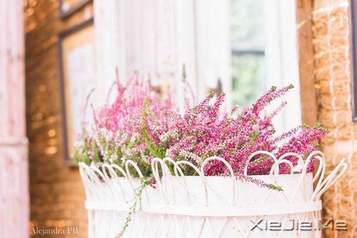 谁捧起花的脸庞,让岁月美的黯然神伤 (2)