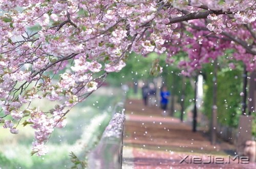 谁捧起花的脸庞,让岁月美的黯然神伤 (3)