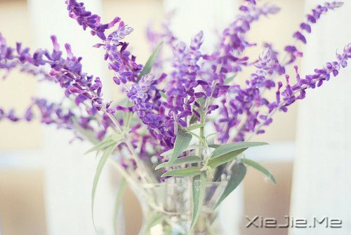 早安心语:做自己生命的主角,而不是别人生命中的看客 (12)