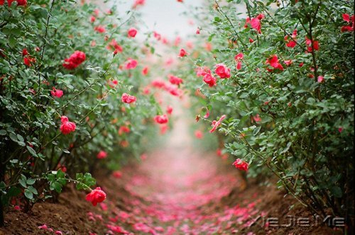 晚安心语:你看到什么样的世界,你就拥有什么样的内心 (4)