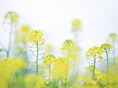 早安心语:你想要的,岁月都会给你 (9)