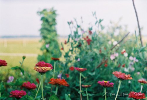 ��һ��΢Ц������ߣ����ַ������ϵ��� (10)