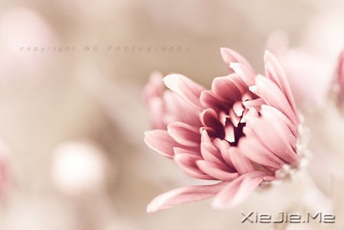 晚安心语:身在万物中,心在万物上 (10)