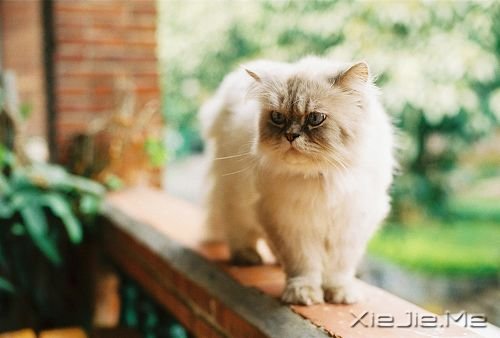 晚安心语:心若沉浮,浅笑安然 (7)