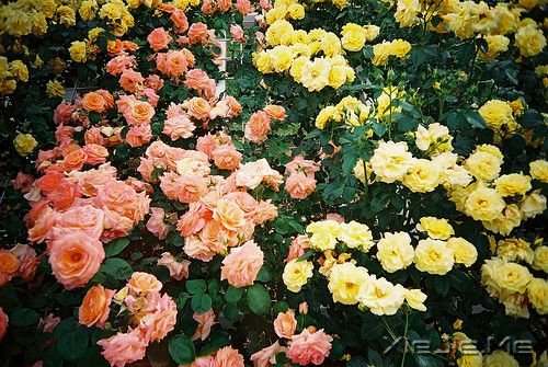 晚安心语:只要心跳还在,演出就没有落幕 (8)