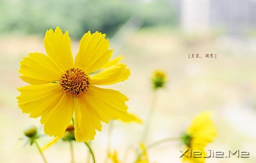 晚安心语:如果你从未放弃,现实远比梦想美好 (5)