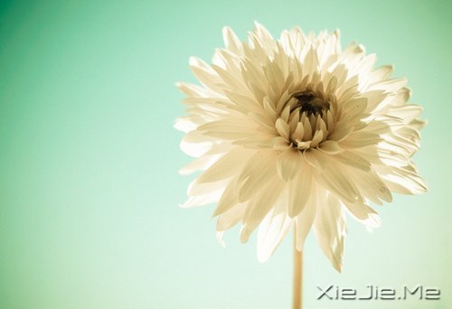 早安心语:就算世界荒芜,也总有一个人是你的信徒 (1)