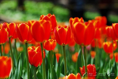 早安心语:就算世界荒芜,也总有一个人是你的信徒 (5)