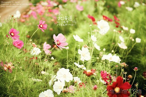 早安心语:就算世界荒芜,也总有一个人是你的信徒 (7)