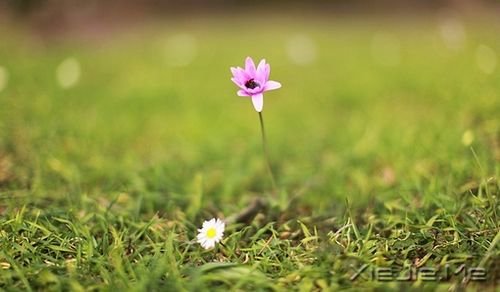 晚安心语:总有一次哭泣,让人瞬间长大 (9)