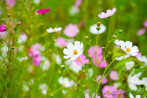 早安心语:只要你在走,总会看到进步 (4)