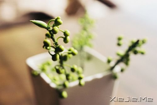 晚安心语:我的愿望是,一觉睡到小时候 (7)