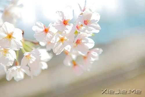 С����ͼƬ (12)