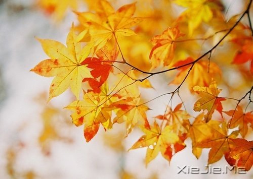 �Լ�ϲ�������ӣ��������������� (9)