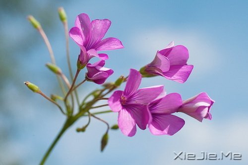 ��С浣��ж������ܼ���Լ���ԭ��