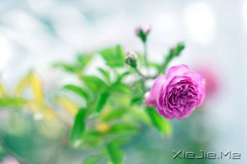 ������¼��ֻҪ�ʺ��Լ��������Ҹ� (4)