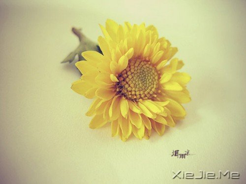 ÿ�춼�����õ�����